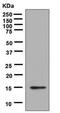 Interleukin 9 antibody, ab133675, Abcam, Western Blot image 