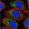 Early Endosome Antigen 1 antibody, NBP1-91859, Novus Biologicals, Immunofluorescence image 