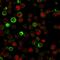 CD74 Molecule antibody, GTX34552, GeneTex, Immunofluorescence image 