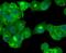 Cathepsin D antibody, NBP2-67477, Novus Biologicals, Immunofluorescence image 