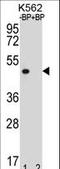 Olfactory Receptor Family 8 Subfamily K Member 3 (Gene/Pseudogene) antibody, LS-C163258, Lifespan Biosciences, Western Blot image 