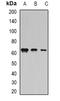 Coilin antibody, orb341078, Biorbyt, Western Blot image 