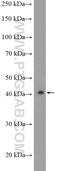 Mitogen-Activated Protein Kinase 13 antibody, 10217-1-AP, Proteintech Group, Western Blot image 