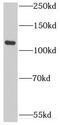 Integrator Complex Subunit 3 antibody, FNab04361, FineTest, Western Blot image 