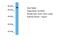 Solute Carrier Family 26 Member 4 antibody, ARP41739_P050, Aviva Systems Biology, Western Blot image 