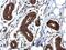 Rho Associated Coiled-Coil Containing Protein Kinase 1 antibody, PA5-22262, Invitrogen Antibodies, Immunohistochemistry paraffin image 
