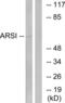 Arylsulfatase I antibody, LS-C119745, Lifespan Biosciences, Western Blot image 