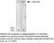 Mucin 5B, Oligomeric Mucus/Gel-Forming antibody, 37-7400, Invitrogen Antibodies, Western Blot image 