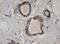 HBS1 Like Translational GTPase antibody, LS-C788872, Lifespan Biosciences, Immunohistochemistry frozen image 