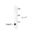 Synaptosome Associated Protein 25 antibody, NB300-737, Novus Biologicals, Western Blot image 
