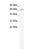 Influenza Virus NS1A Binding Protein antibody, PA1-24418, Invitrogen Antibodies, Western Blot image 