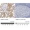 Agmatinase antibody, NBP1-82081, Novus Biologicals, Immunohistochemistry paraffin image 