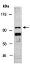 Metal Regulatory Transcription Factor 1 antibody, orb67289, Biorbyt, Western Blot image 