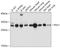 Ras Suppressor Protein 1 antibody, A09314, Boster Biological Technology, Western Blot image 