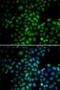 EMSY Transcriptional Repressor, BRCA2 Interacting antibody, LS-C748681, Lifespan Biosciences, Immunofluorescence image 