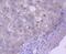 Caspase 5 antibody, NBP2-67757, Novus Biologicals, Immunohistochemistry paraffin image 