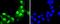 Cyclin A2 antibody, NBP2-67754, Novus Biologicals, Immunofluorescence image 