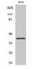 Olfactory Receptor Family 8 Subfamily S Member 1 antibody, A18882, Boster Biological Technology, Western Blot image 