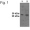 Synaptogyrin 1 antibody, NB100-74544, Novus Biologicals, Western Blot image 