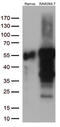 Docking Protein 3 antibody, M09019, Boster Biological Technology, Western Blot image 