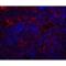 Quiescin Sulfhydryl Oxidase 1 antibody, LS-C336285, Lifespan Biosciences, Immunofluorescence image 