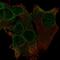 Trafficking Kinesin Protein 1 antibody, HPA011367, Atlas Antibodies, Immunocytochemistry image 