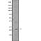 Fas Associated Via Death Domain antibody, abx215286, Abbexa, Western Blot image 