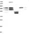 NIPA Like Domain Containing 3 antibody, NBP1-84221, Novus Biologicals, Western Blot image 