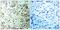 Cyclin Dependent Kinase 2 antibody, LS-C198785, Lifespan Biosciences, Immunohistochemistry frozen image 