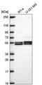 Diacylglycerol Lipase Beta antibody, PA5-67047, Invitrogen Antibodies, Western Blot image 