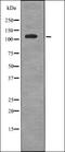 EPH Receptor A6 antibody, orb336090, Biorbyt, Western Blot image 