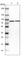 Glycyl-TRNA Synthetase antibody, HPA019097, Atlas Antibodies, Western Blot image 