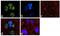 NOP2/Sun RNA Methyltransferase 2 antibody, 711068, Invitrogen Antibodies, Immunofluorescence image 