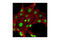 CAMP Responsive Element Binding Protein 1 antibody, 4820S, Cell Signaling Technology, Immunocytochemistry image 