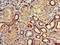 Coenzyme Q8B antibody, LS-C501411, Lifespan Biosciences, Immunohistochemistry paraffin image 