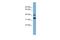 GPN-Loop GTPase 2 antibody, A14817, Boster Biological Technology, Western Blot image 