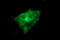 Tubulin Beta 2B Class IIb antibody, LS-C174805, Lifespan Biosciences, Immunofluorescence image 