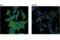 Solute Carrier Family 3 Member 2 antibody, 47213S, Cell Signaling Technology, Immunocytochemistry image 
