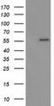 p53 antibody, TA502781AM, Origene, Western Blot image 
