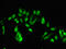 mCLOCK antibody, CSB-PA005574EA01HU, Cusabio, Immunofluorescence image 