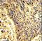 Pleckstrin Homology And RhoGEF Domain Containing G6 antibody, LS-C164723, Lifespan Biosciences, Immunohistochemistry paraffin image 