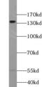 WW And C2 Domain Containing 2 antibody, FNab09532, FineTest, Western Blot image 