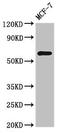 Nuclear Receptor Subfamily 1 Group D Member 2 antibody, LS-C678861, Lifespan Biosciences, Western Blot image 