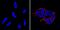 Keratan sulfate antigen TRA1-60 antibody, MA1-023-PE, Invitrogen Antibodies, Immunofluorescence image 