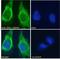 Mitogen-Activated Protein Kinase 1 antibody, LS-C54799, Lifespan Biosciences, Immunofluorescence image 