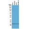 H2A Histone Family Member X antibody, GTX60914, GeneTex, Western Blot image 