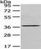 Eukaryotic Translation Initiation Factor 3 Subunit I antibody, PA5-51250, Invitrogen Antibodies, Western Blot image 