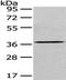 Eukaryotic Translation Initiation Factor 3 Subunit I antibody, PA5-51250, Invitrogen Antibodies, Western Blot image 