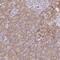 Mediator Complex Subunit 19 antibody, PA5-58980, Invitrogen Antibodies, Immunohistochemistry frozen image 