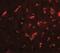 Dorsal Root Ganglia Homeobox antibody, NBP2-41138, Novus Biologicals, Immunofluorescence image 